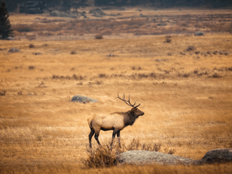 Elk management in the crosshairs