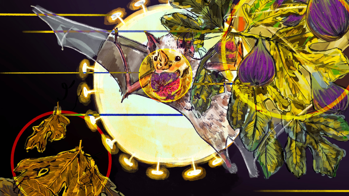 A digital illustration in watercolor and pencil shows a Jamaican fruit bat flying in the center of the image. It holds a fig in its mouth, and is moving between two clusters of dying leaves, representing the habitat and food loss the bats are experiencing. In the background, highlighting the bat, is a large interpretation of the COVID-19 virus, which also looks like the moon.