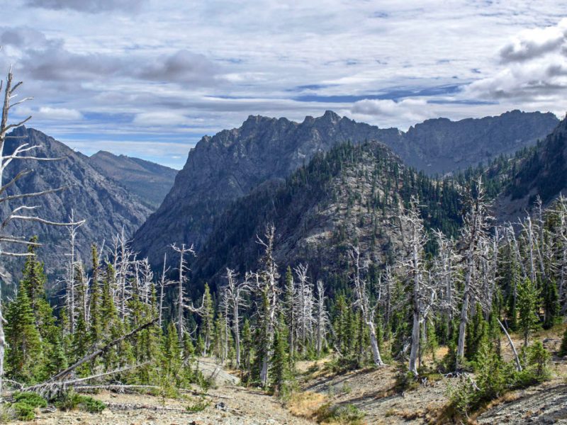 Dead whitebark pine trees near Esmeralda Basin, Washington.
