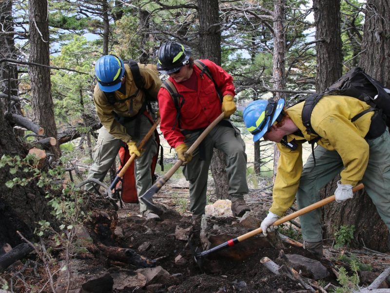 Firefighters working around trees.