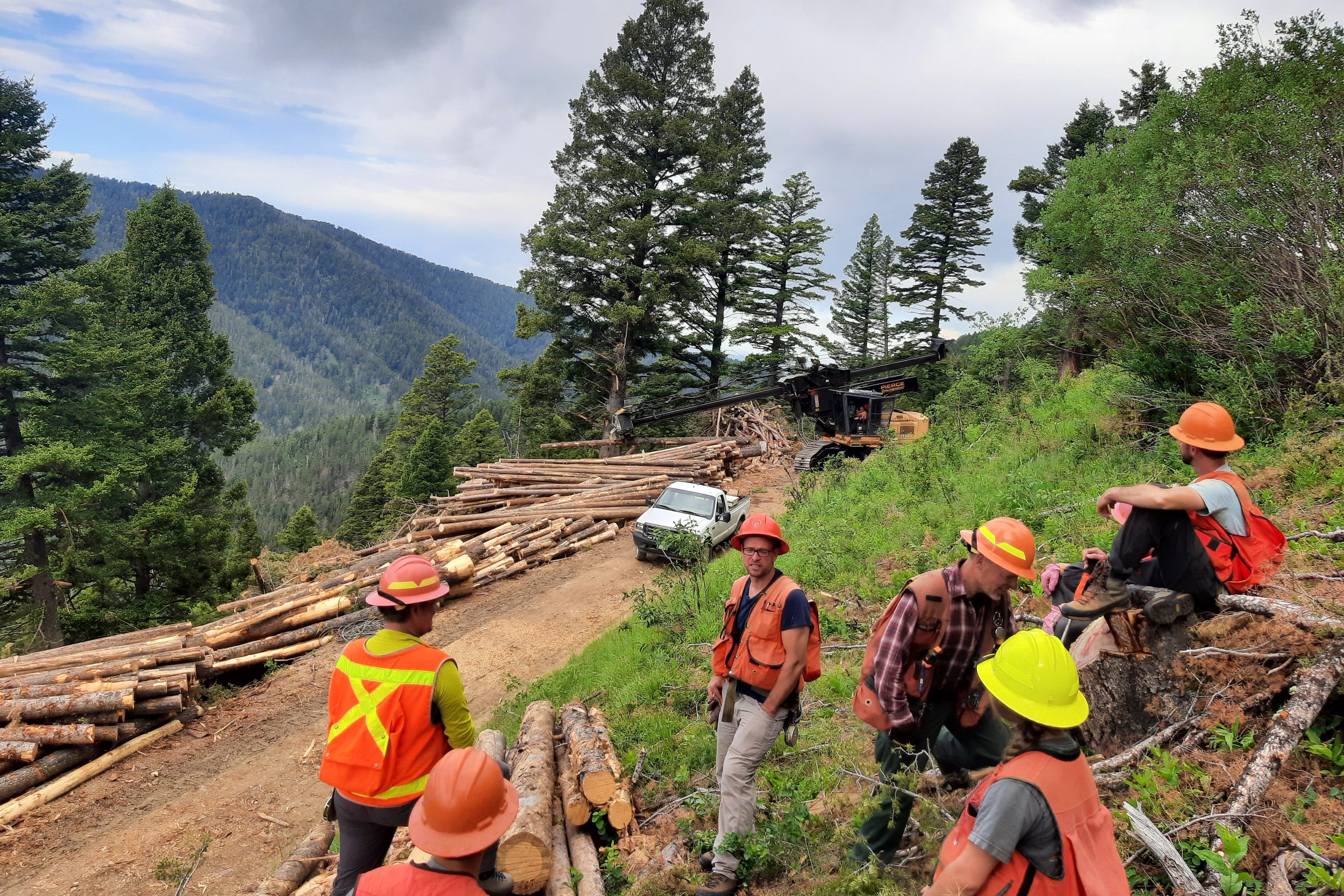 Timber Flagging Forest Service develops ‘sustained yield’ aimed at propping up Montana ...