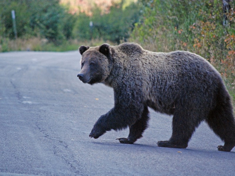 A grizzly bear crosses the Moose-Wilson Road in search of chokecherry and hawthorn berries. (Jackie Skaggs/NPS)