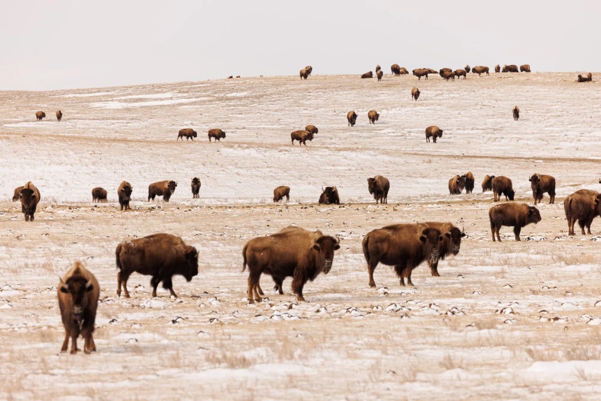 Montana drops bison lawsuit against Yellowstone National Park