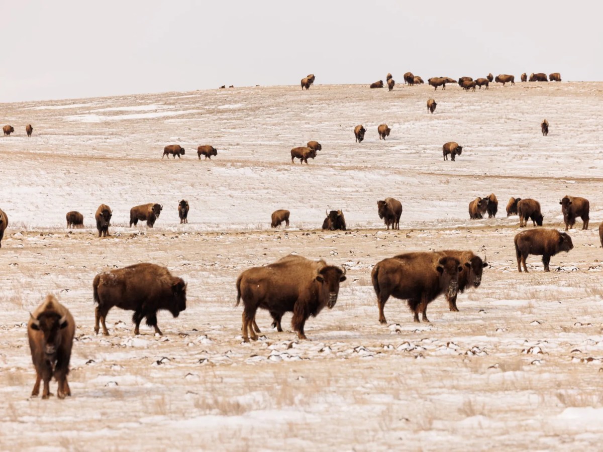 Montana drops bison lawsuit against Yellowstone National Park