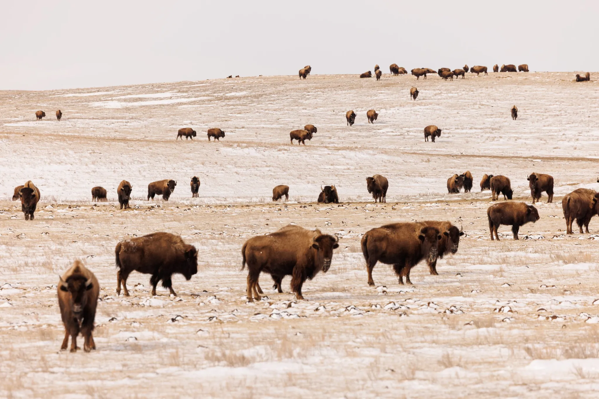 Montana drops bison lawsuit against Yellowstone National Park