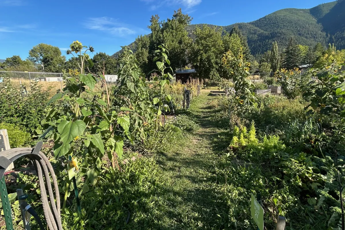 How Montana’s changing climate is reshaping gardening