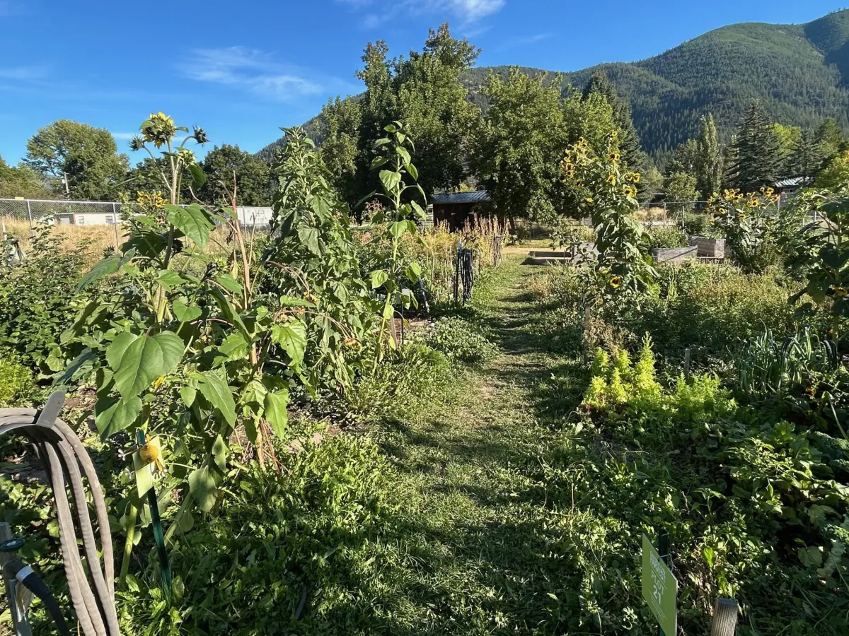 How Montana’s changing climate is reshaping gardening