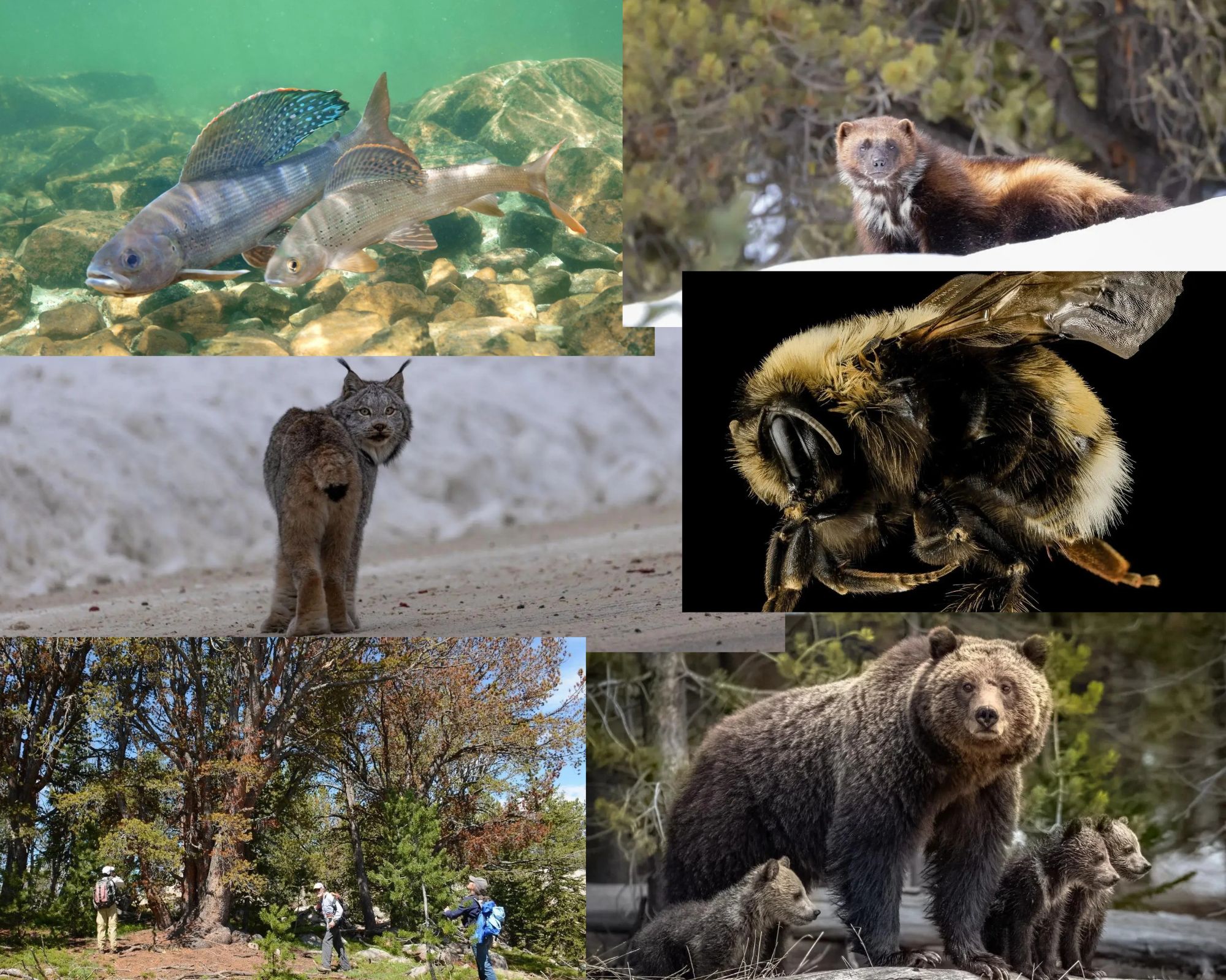 The Trump administration is gutting the ESA. These six species show what's at stake.